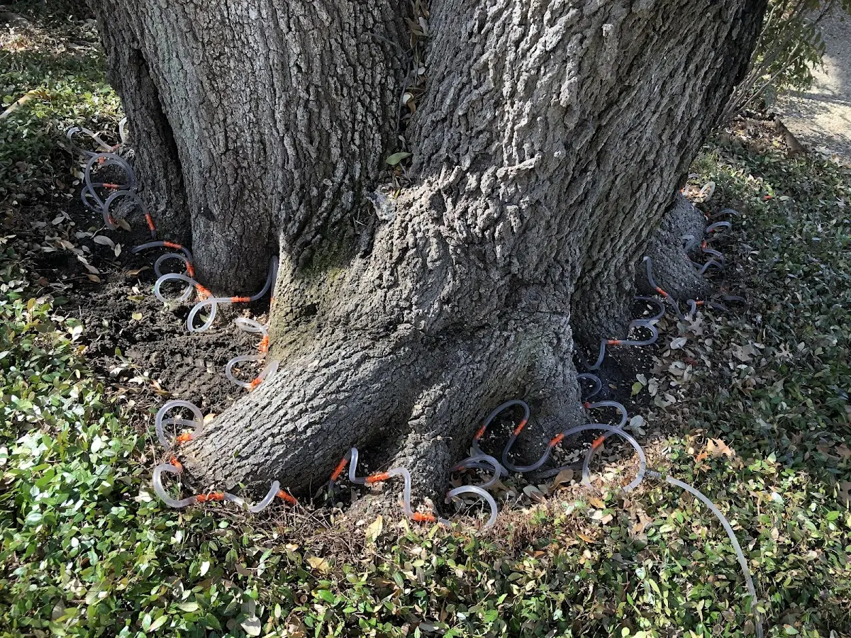 Detailed Tree Cabling and Bracing job site in Ontario